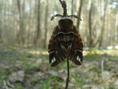 Endromis versicolora