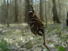 Endromis versicolora