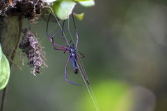 Nephila kuhli