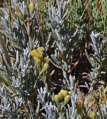 Senecio filaginoides