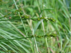 Carex spicata