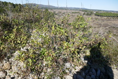 Centranthus ruber