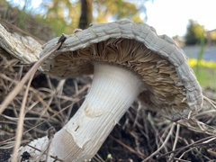 Amanita magniverrucata