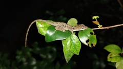 Anolis rodriguezii