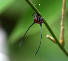 Macracantha arcuata