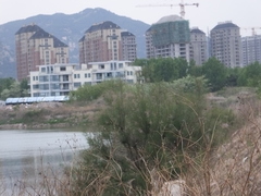 Tamarix austromongolica