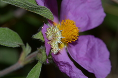 Apochima flabellaria