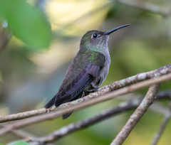 Eupetomena cirrochloris