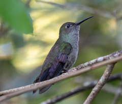 Eupetomena cirrochloris