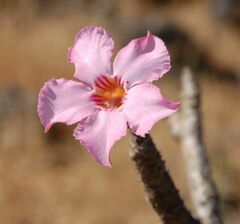 Adenium obesum