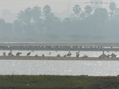 Pelecanus philippensis