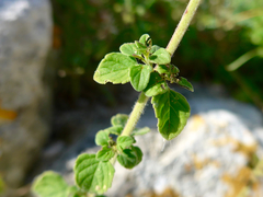 Clinopodium nepeta
