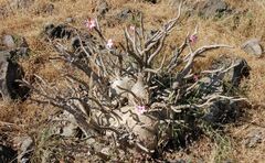 Adenium obesum