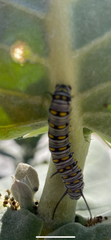 Danaus