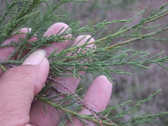 Tamarix austromongolica