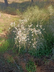 Retama monosperma