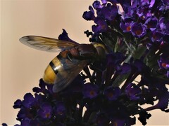 Volucella zonaria