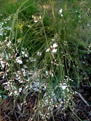 Retama monosperma