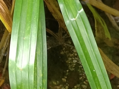 Siluriformes