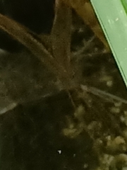Siluriformes