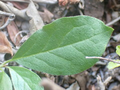 Ehretia rigida