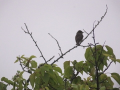 Muscicapa dauurica