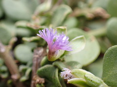 Polygala asbestina