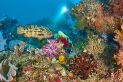 Epinephelus fuscoguttatus