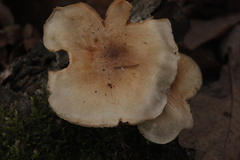 Pholiota lenta