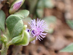 Polygala asbestina