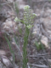 Lepidium campestre