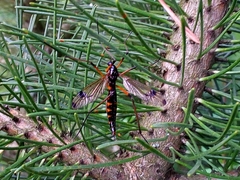 Dictenidia bimaculata