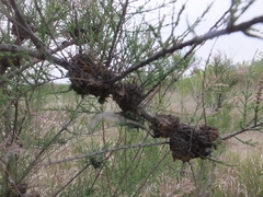 Phytoplasma tamaricis