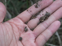 Phytoplasma tamaricis