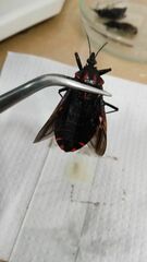 Panstrongylus megistus