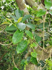 Ficus cumingii terminalifolia