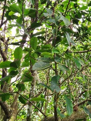 Ficus cumingii terminalifolia