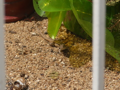 Liolaemus lemniscatus