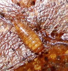 Trichoniscus pusillus