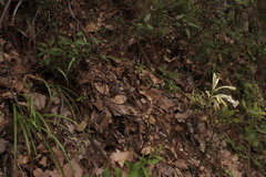 Polianthes aarodriguezii