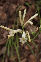 Polianthes aarodriguezii