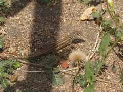 Liolaemus lemniscatus