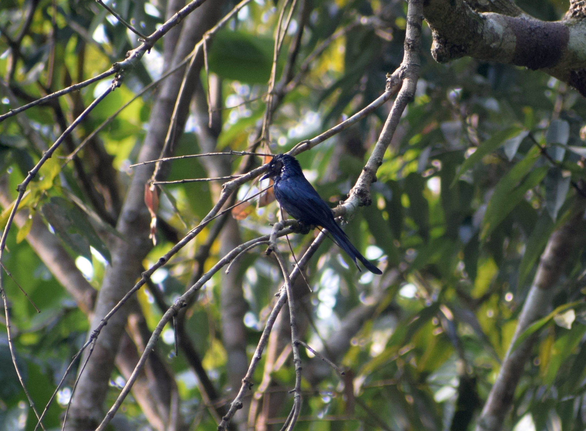 Bronzed Drongo