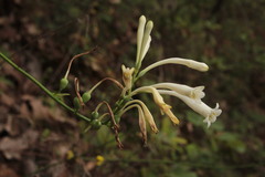 Polianthes aarodriguezii