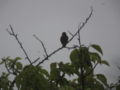 Muscicapa dauurica