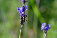Lavandula multifida