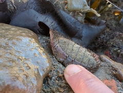 Placiphorella velata