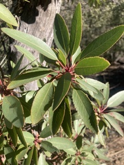 Arbutus arizonica