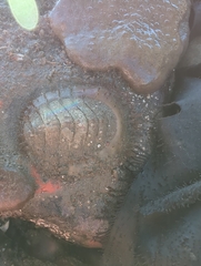 Placiphorella velata