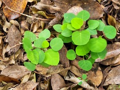 Homalanthus fastuosus